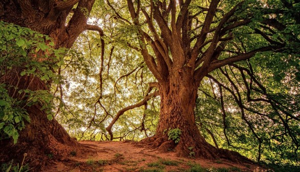 Study Finds that the Largest Trees Capture Much More Carbon and Dominate Forest Carbon Storage