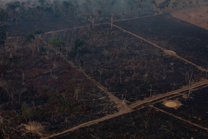 Ban on Food From Illegally Logged Rainforest Land Sought to Mitigate Climate Change