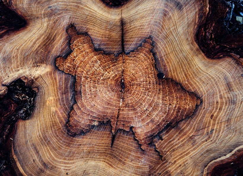Distant Supernovas that Affected Earth may be Detected in Tree Rings, Study Finds