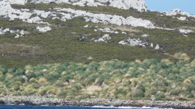 Bird Poop was Crucial in Growing Falkland Island’s Iconic Grassland