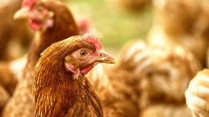 Belgium Announces Bird Flu Outbreak and Measures to Contain it 