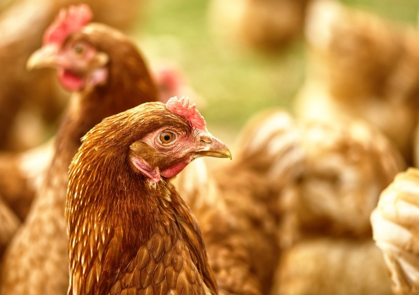 Belgium Announces Bird Flu Outbreak and Measures to Contain it 