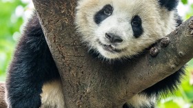 Smithsonian National Zoo Asks Help for Baby Panda’s Name