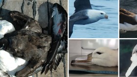 Albatross and Petrels: Intentionally Killed and Mutilated by Fishermen in Southwestern Atlantic 