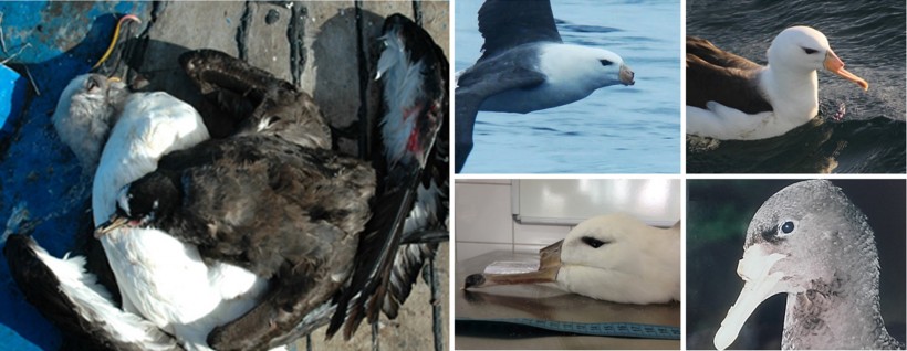 Albatross and Petrels: Intentionally Killed and Mutilated by Fishermen in Southwestern Atlantic 