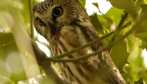 Saw-whet Owl from Rockefeller Center Christmas Tree Rescued