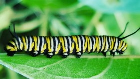 Monarch Caterpillars Fight Each Other for Scarce Milkweed