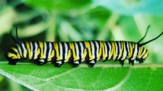 Monarch Caterpillars Fight Each Other for Scarce Milkweed
