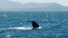 Blue Whales of Antarctica Seen Again in South Georgia After Near Extinction