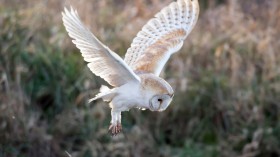 Methane Gas Flares Scorch Owls and Hawks at Waste Landfills in the US