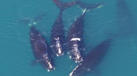 Rare North Atlantic Right Whales Stranded on North Carolina’s Outer Bank 