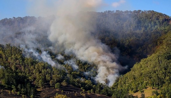 Changes in the Behavior of Fires Threaten Over 4,400 Species Worldwide