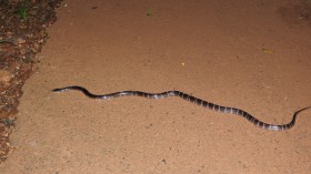 First Recorded White Colored Individuals of Two Krait Bungarus Snake Species in Nepal