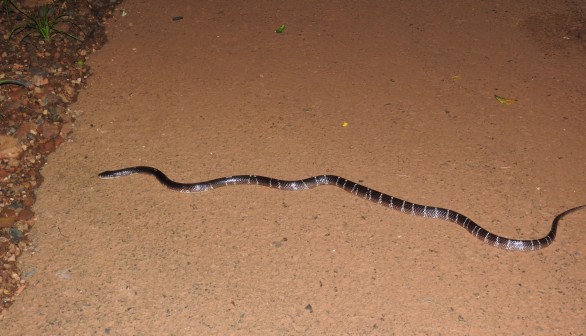 First Recorded White Colored Individuals of Two Krait Bungarus Snake Species in Nepal
