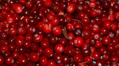 Thanksgiving Crop Cranberry Affected by Extreme Weather in the US