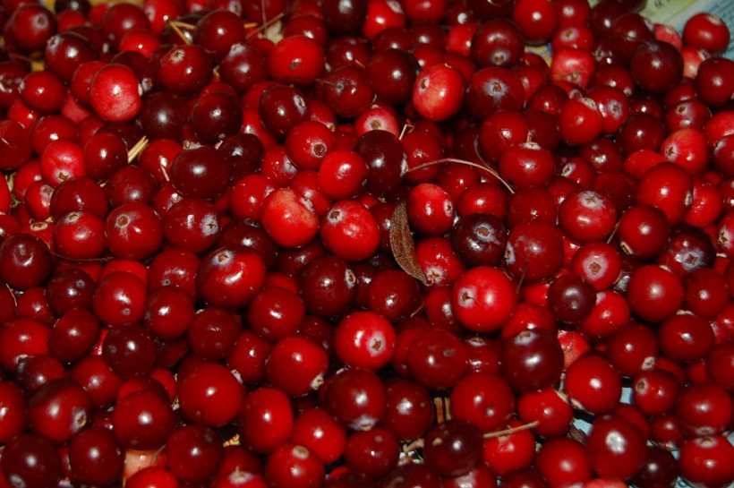 Thanksgiving Crop Cranberry Affected by Extreme Weather in the US