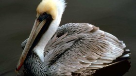 brown pelican