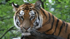 Saving Siberian Tigers through Vaccination 