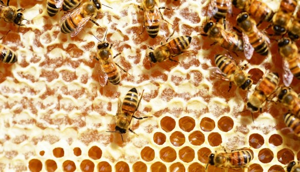 Pyrethroid Pesticide Deadly to Honeybees Now Detectable in Honey