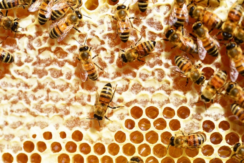Pyrethroid Pesticide Deadly to Honeybees Now Detectable in Honey