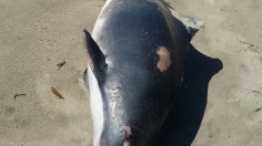 Massive Numbers of Pilot Whale Strandings Found in New Zealand