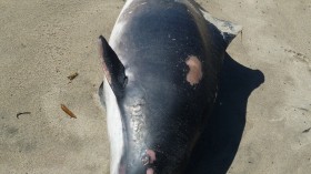 Massive Numbers of Pilot Whale Strandings Found in New Zealand