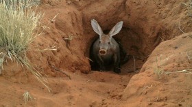 Climate Change Drives Aardvarks Out in Starvation