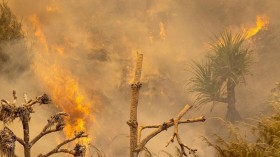 Fraser Island Continues to Burn in Massive Bushfire