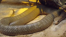 World’s Deadliest Snake Attack: A Man Survives Multiple Bites from Eastern Brown Snake 