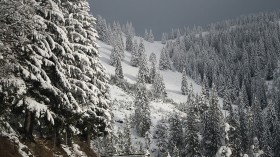 Illegal Logging Threatens Ancient Old Growth Forests of Romania in the Carpathian Mountains of Eastern Europe