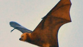 The Culling of an Endangered Fruit Bat in Mauritius 