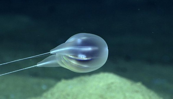 The newly-named Duobrachium sparksae moves freely in deep waters near Puerto Rico