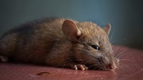Research Shows Rat Scent Encourages Helpfulness