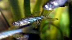 zebrafish