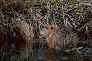 Beavers Engineered Special Exmoor Dam A First In 400 Years Nature 