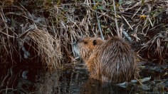 Beavers Build First Exmoor Dam in 400 Years