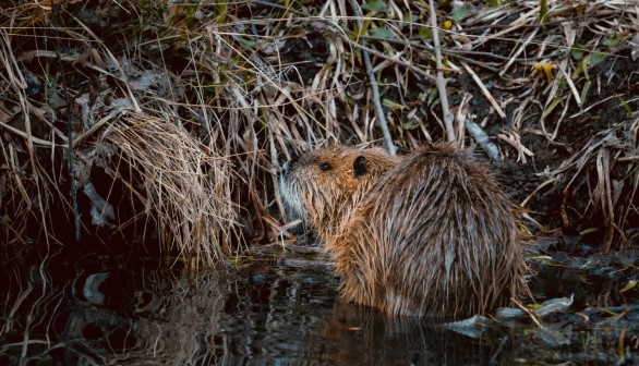 Beavers Build First Exmoor Dam in 400 Years