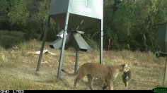 Rare Mountain Lion Spotted in Kansas