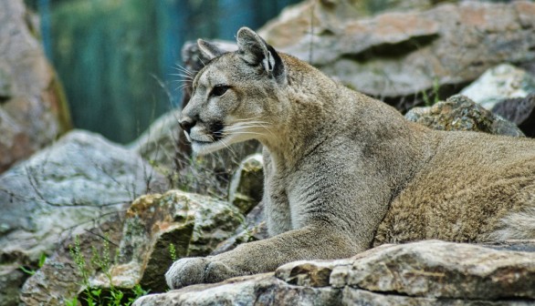Rare Mountain Lions Spotted in Kansas