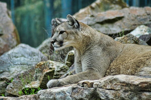 Rare Mountain Lions Spotted in Kansas