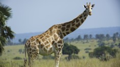 Kenya: A Daring Rescue to Save Giraffes from a Shrinking Island 