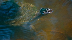 New ‘Bum-breathing’ Mary River Turtle’s Nest Discovered in a New Territory