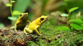 The Golden Poison Frog (Phyllobates terribilis)