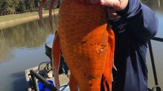 'Is this Yours?': Owner of Supersize 9-Pound Goldfish Remains Unknown 