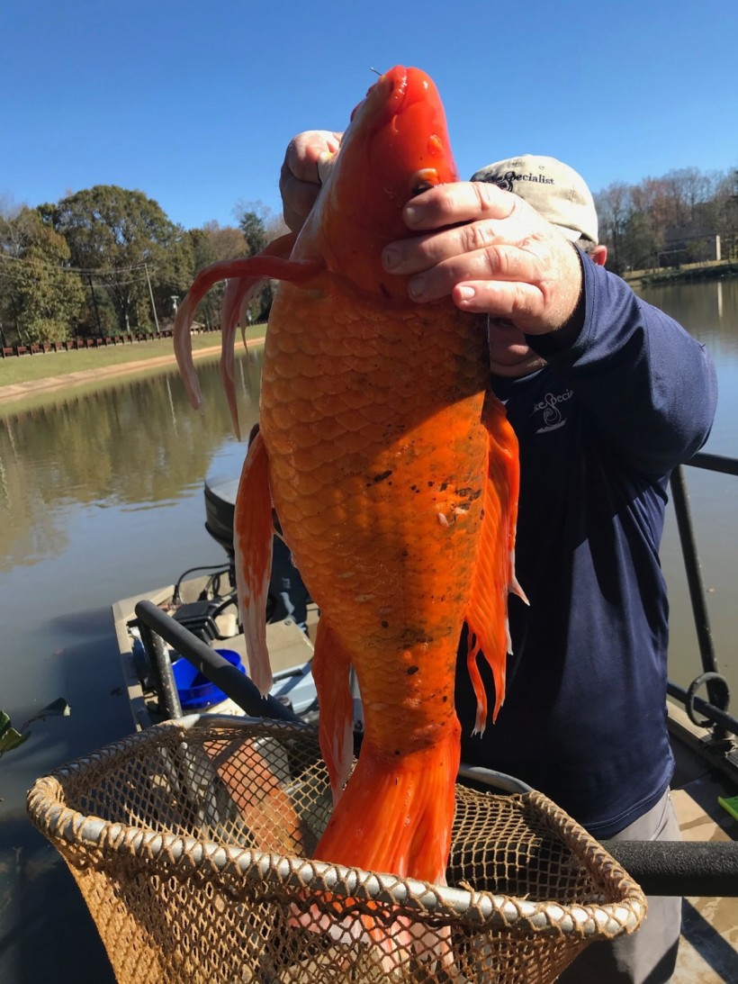 'Is this Yours?': Owner of Supersize 9-Pound Goldfish Remains Unknown 