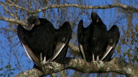 Unusual Visitors: Black Vultures Invade Pennsylvanian Town