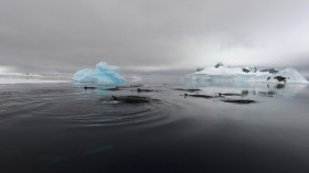 Antarctic minke whales