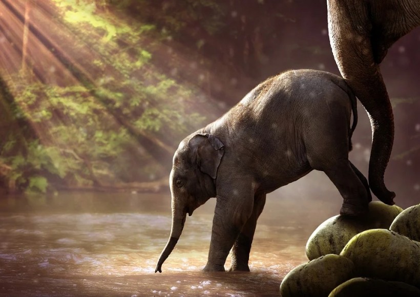 Happening Every 27 Million Years: Mass Extinctions of Land-Dwelling Animals 