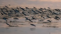 Fishes That Do Not Fly: The Fascinating Flying Fishes