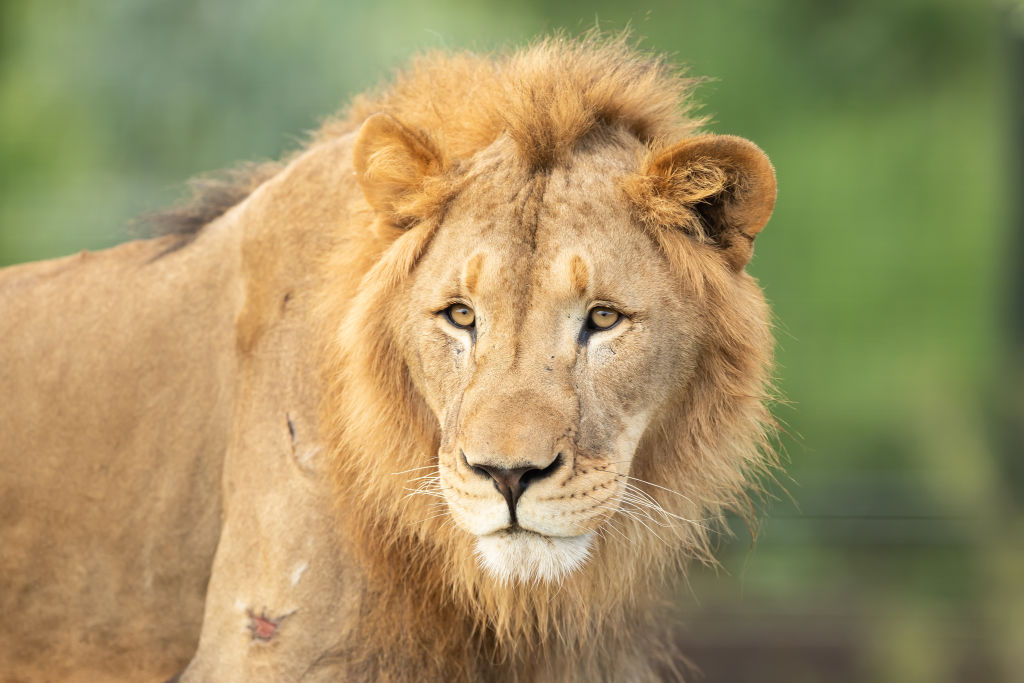 Can Lion's Roar Paralyzed Humans? | Nature World News